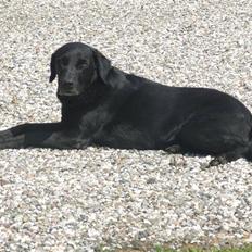 Labrador retriever buller