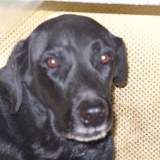 Labrador retriever buller