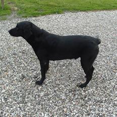 Labrador retriever buller