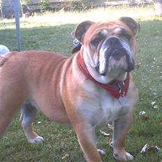 Engelsk bulldog a CHILLI UZI