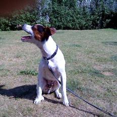 Dansk svensk gaardhund futte