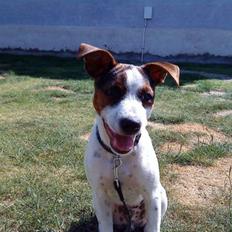 Dansk svensk gaardhund futte