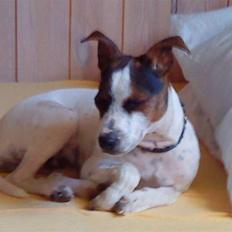 Dansk svensk gaardhund futte