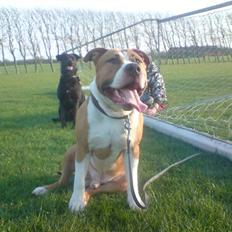 Amerikansk staffordshire terrier ferdinand