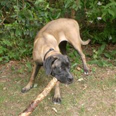 Blanding af racer Maggie *Solgt* himmelhund