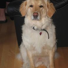 Labrador retriever Lulu <3 