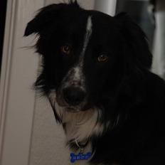 Border collie Harry