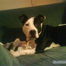 Amerikansk staffordshire terrier Mille