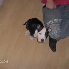 Amerikansk staffordshire terrier Mille