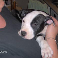 Amerikansk staffordshire terrier Mille