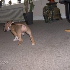 Amerikansk staffordshire terrier ferdinand