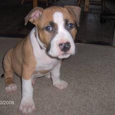 Amerikansk staffordshire terrier ferdinand