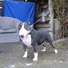 Bullterrier Rex