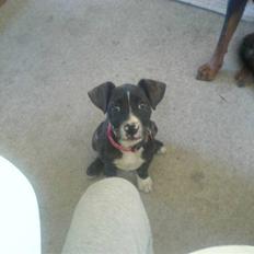 Blanding af racer Zenia