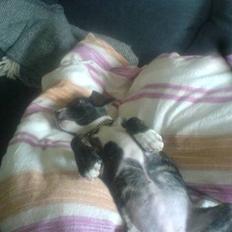 Blanding af racer Zenia