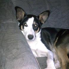 Blanding af racer nala