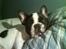 Fransk bulldog Charlie - Grumpy - Ved ikke hvor mor skal sove, for jeg har taget hendes hovedpude.....