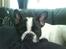 Fransk bulldog Charlie - Grumpy - Putte-mus....