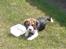 Beagle Luna (død 28/8) R.I.P ;( - Luna har lige balanceret med sin udendørs vandskål. Hun gik som en fulderik, for at vandet ikke blev tabt:)