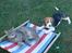 Beagle Luna (død 28/8) R.I.P ;( - Luna og Sofus leger igen