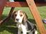 Beagle Luna (død 28/8) R.I.P ;( - Luna da hun var mindre.