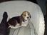 Beagle Luna (død 28/8) R.I.P ;( - Får også lov til at ligge i stolen. Det er nok fordi jeg er så fin;)