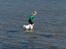 Japansk spids Grazy Daisy - R.I.P. :'( <3 - ELSKER HAVET!