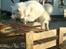 Japansk spids Grazy Daisy - R.I.P. :'( <3 - Wauw!