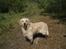 Golden retriever Shaggie - Han ligner et får her :)