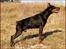 Dobermann Nord Nimrod Od Telepa (R.I.P.)