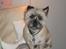 Cairn terrier Fie <3 *VIP* - Jeg syntes bare lige jeg ville gøre opmærksom på mig selv.. er du nu sikker på du har set mig?? :-)