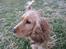 Cocker spaniel Hr. Vimse - R.I.P - Uhaa ;D