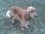 Cocker spaniel Hr. Vimse - R.I.P - Taget på mobil, så dårlig kvalitet :/