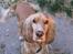 Cocker spaniel Hr. Vimse - R.I.P