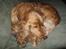 Cocker spaniel Hr. Vimse - R.I.P - Taget på mobil, så dårlig kvalitet :/