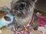 Cairn terrier Fie <3 *VIP* - Søde Fiepigen på min fødselsdag 2008. Bølle <3