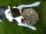 Border collie Dundee - min bold