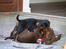 Dobermann *Charming Chick*