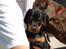 Dobermann *Charming Chick*