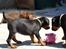 Dobermann *Charming Chick*