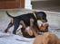 Dobermann *Charming Chick*