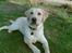 Labrador retriever Taco*R.I.P.* - Velkommen Til *Tacos* profil