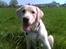 Labrador retriever Taco*R.I.P.* - Han var sgu smuk;) Miss you my love....