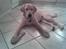 Labrador retriever Taco*R.I.P.* - Så hopper han lige i mine sutsko:D