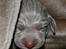 Weimaraner HOT SHOOT`S JUBII HD A - himmelhund - HOT SHOOT´S JUBII 