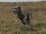 Weimaraner HOT SHOOT`S JUBII HD A - himmelhund - Travl ung dame