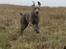 Weimaraner HOT SHOOT`S JUBII HD A - himmelhund - JUBIIIIIIIIIIIIIII