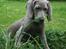 Weimaraner HOT SHOOT`S JUBII HD A - himmelhund - Man undres