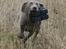 Weimaraner HOT SHOOT`S JUBII HD A - himmelhund - FUUULD FART!