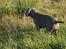 Weimaraner HOT SHOOT`S JUBII HD A - himmelhund - JUBII - Stand for agerhøns - kun 4 mdr gammel